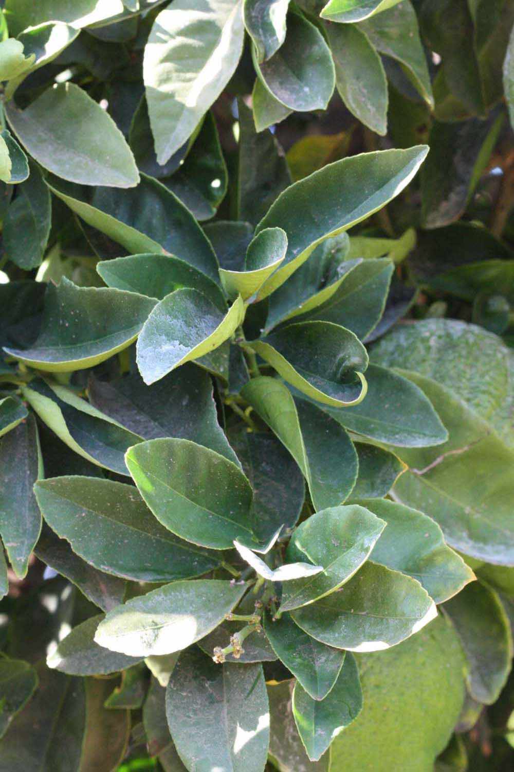              Sun leaves (Riverside, CA)       